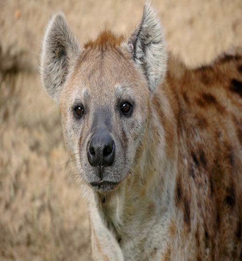 Hyena-q0b8aod1kxxfkm05o2yxdw8pttq5ncovu6kxh8lrfc.jpg