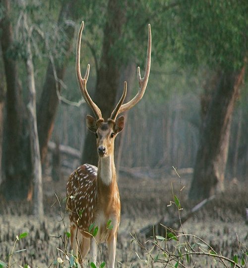 Spotted-male-deer-Sundarbans-national-park-west-bengal-q0b8aod1kxxfkm05o2yxdw8pttq5ncovu6kxh8lrfc-1.jpg