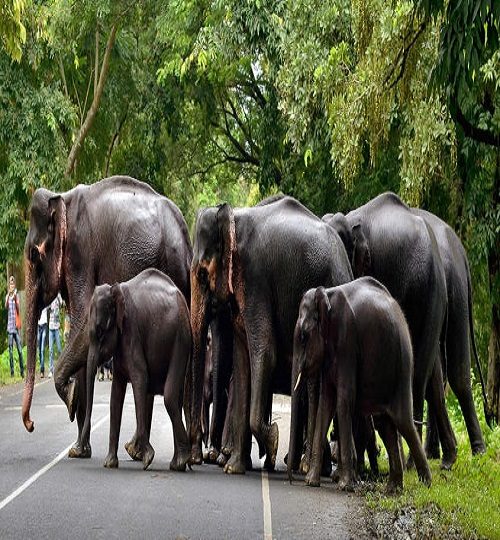 elephant-herd-q0b8aod1kxxfkm05o2yxdw8pttq5ncovu6kxh8lrfc.jpg